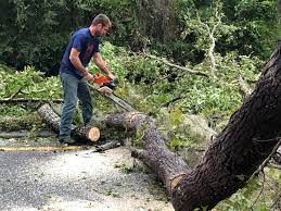 Why Choose Our Tree Removal Services in Emmitsburg, MD?