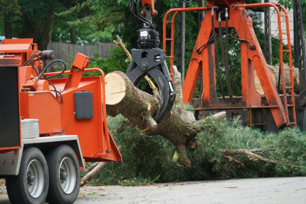 Professional  Tree Services in Emmitsburg, MD